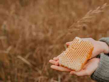 Honeycomb, a "masterpiece of architecture"