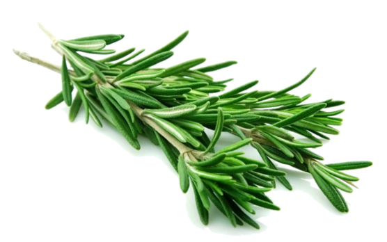 Rosemary