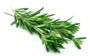 Rosemary