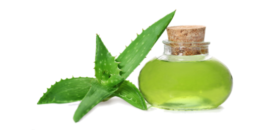 Aloe vera