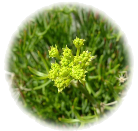Crithmum