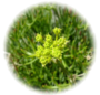 Crithmum