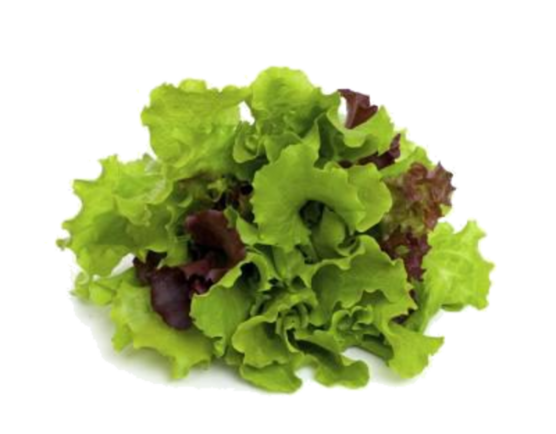 Lettuce