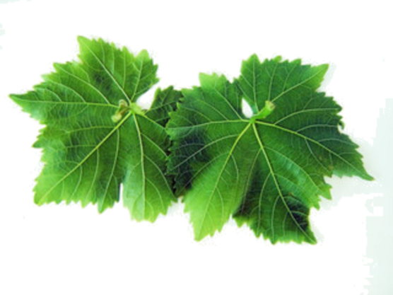 Vine leaves