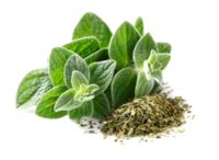Oregano img48