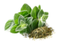 Oregano